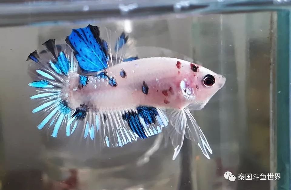 斗鱼拍卖最新消息,泰国斗鱼鱼苗专场