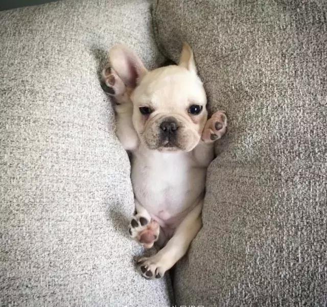 牛牛的睡姿,牛牛侧身睡觉好不好