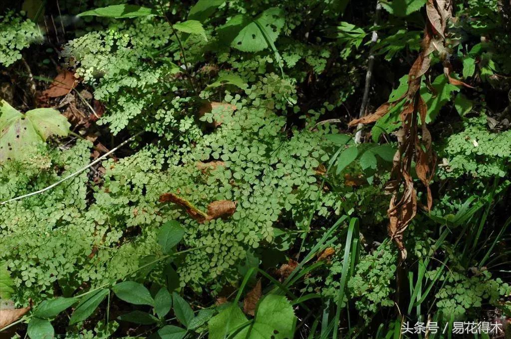 细叶铁线蕨介绍,少女发丝