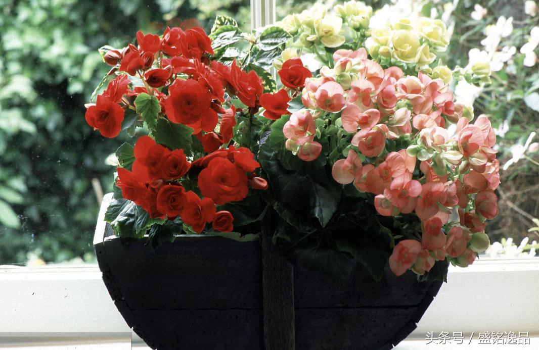 什么植物耐冻耐寒又吸收甲醛,吸收甲醛最厉害的十大植物