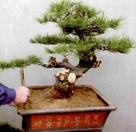 极品黑松盆景图片大全,黑松盆景春天怎么抹芽