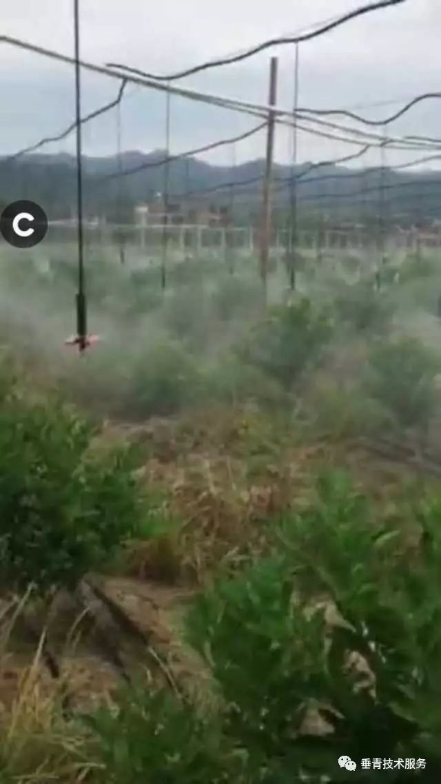 「热点」小户赚钱大户亏,为啥?省力化栽培是柑桔发展的趋势!