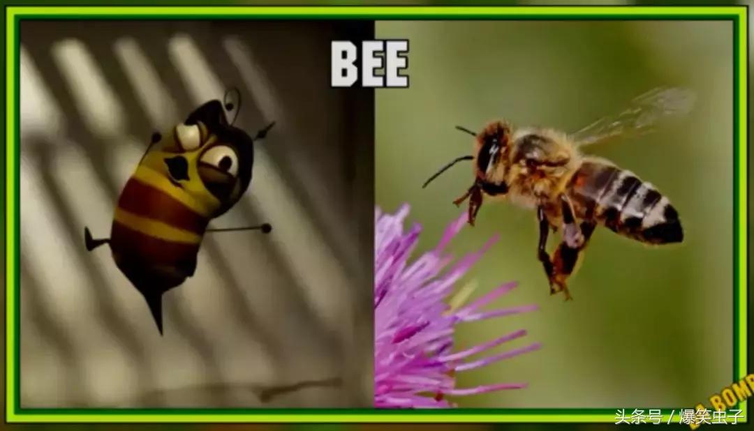 爆笑虫子小粉虫怎么来的,快速了解爆笑虫子