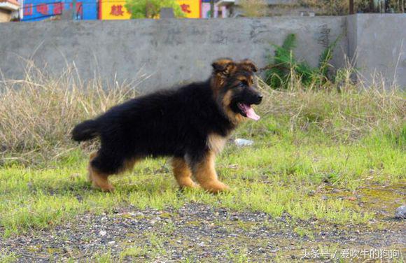 犬中*物尤**德国牧羊犬，幼犬就应该是这样的，爱狗人士看看小狗怎么样