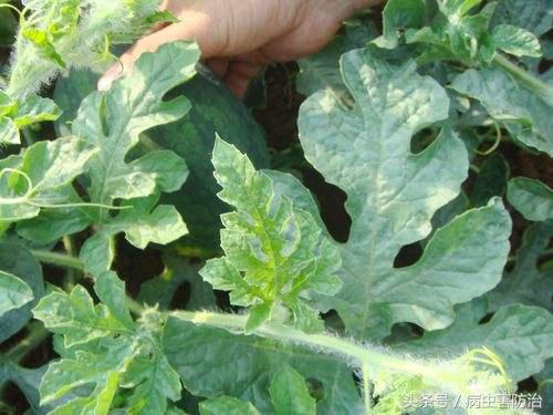 拿西瓜技巧,拿捏好分寸熟不逾矩