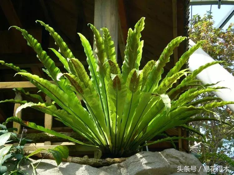 鸟巢蕨叶片发黄是什么原因,鸟巢蕨叶片怎么养护