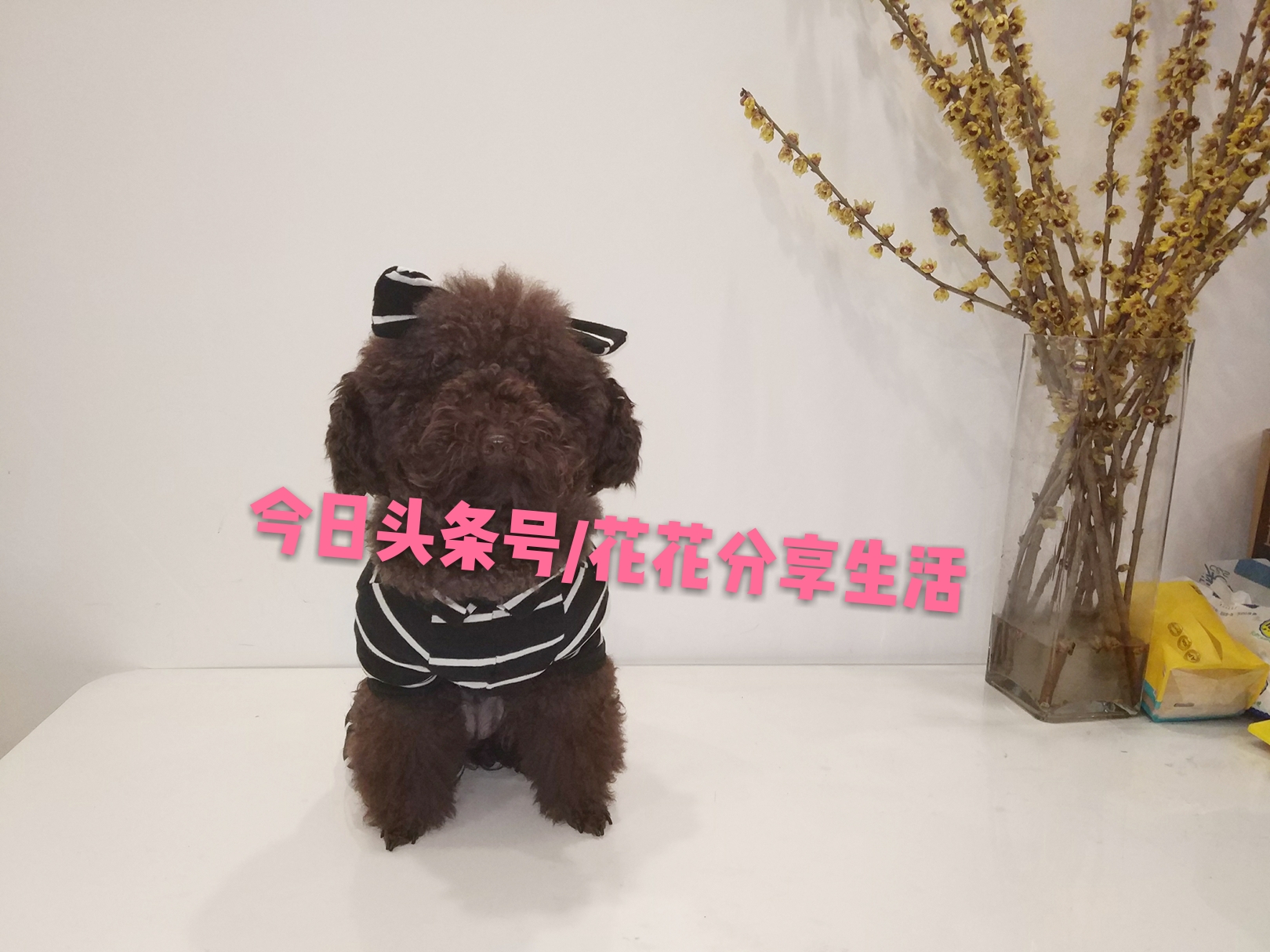 手工制作小狗衣服视频教程,怎样利用旧衣服做狗狗衣服