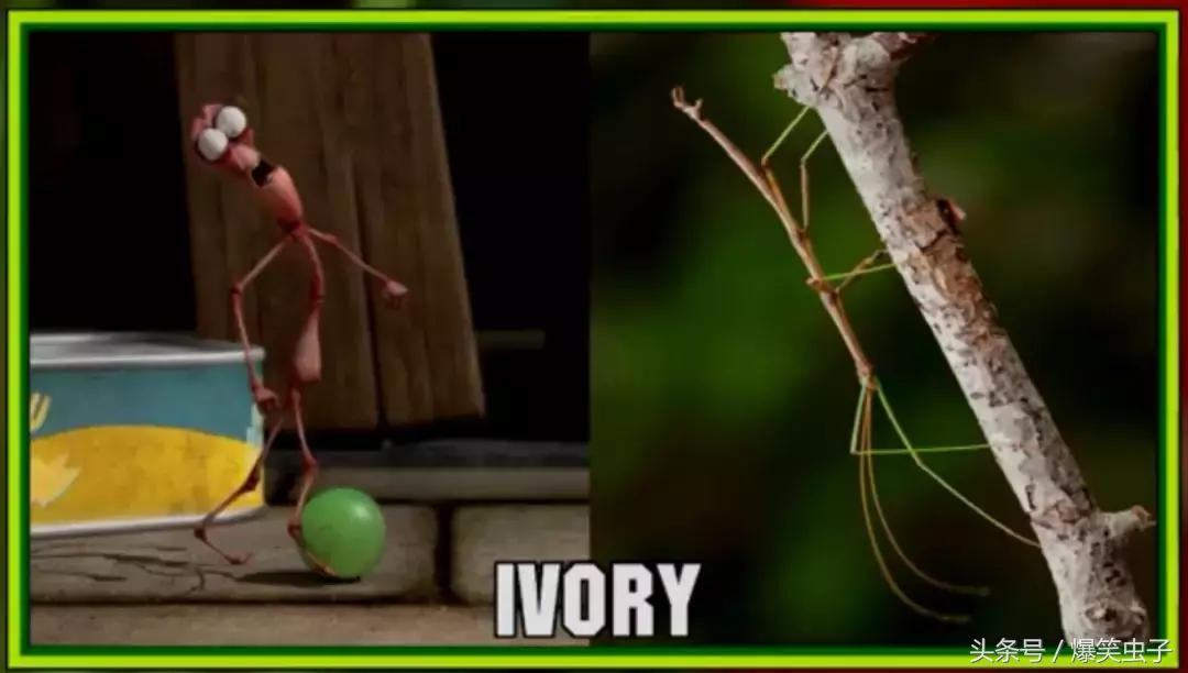 爆笑虫子小粉虫怎么来的,快速了解爆笑虫子