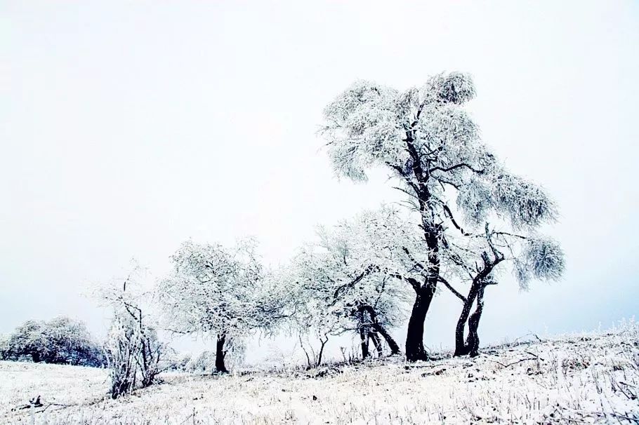 寒气席卷、叶汽成霜……陕西6处大美雾凇奇景上线！