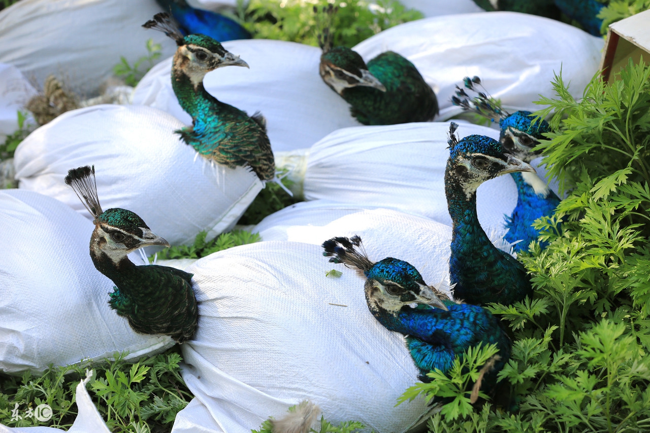 孔雀哪几种可以养,养孔雀有没有前途