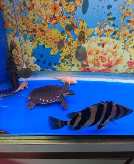 龙鱼需要什么营养,龙鱼的维生素