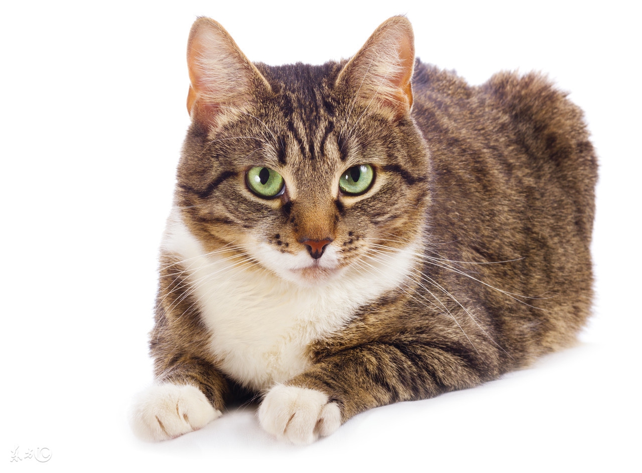 猫咪掉毛粘的衣服到处都是怎么办,猫咪掉毛严重这6招轻松解决问题