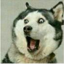 每只黔猴都需要一包“去污粉”