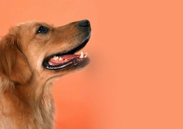 狗狗呕吐没精神一直趴着不吃不喝,狗狗呕吐黄色粘稠液体在家怎么治