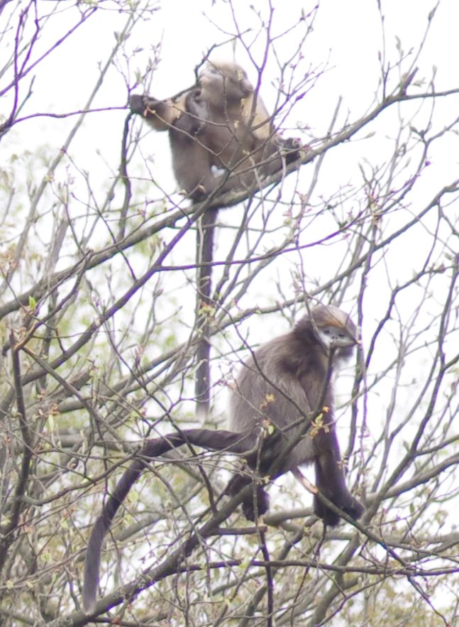 每只黔猴都需要一包“去污粉”