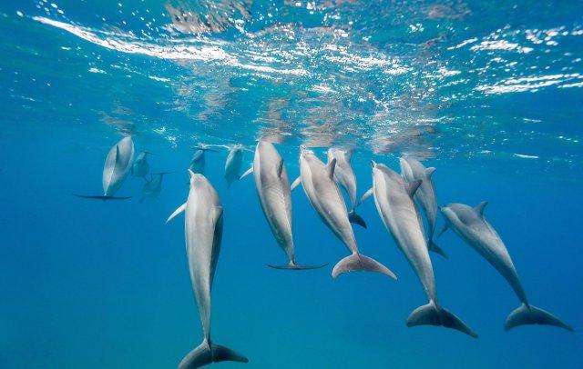 美娜多潜入深圳的海洋,新晋网红岛视频