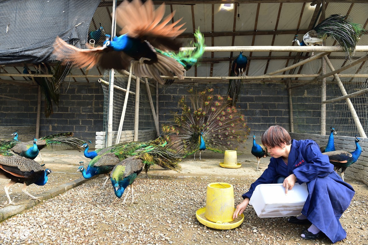 孔雀养殖和家养哪个好些,孔雀是否好养殖