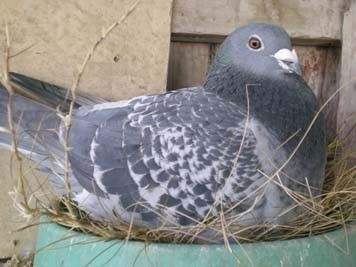 新配对上的鸽子大概多久会下蛋,鸽子配对成功后不下蛋是怎么回事