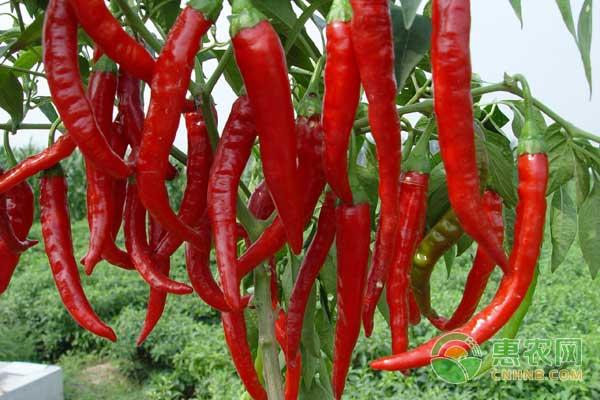 西安今日辣椒价格最新行情,指天椒辣椒价格最新行情