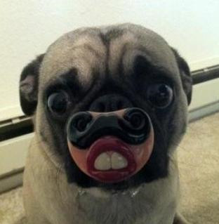 养狗狗必备药品清单图片,养狗狗需要哪些营养品