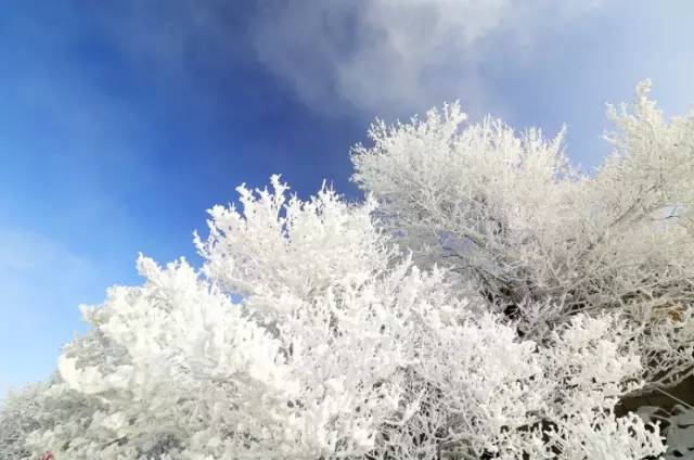 寒气席卷、叶汽成霜……陕西6处大美雾凇奇景上线！