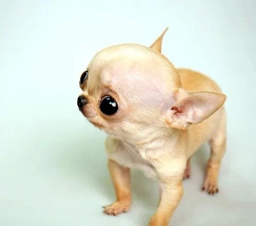 犬百科大全,犬种百科之安纳托利亚牧羊犬