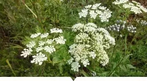 带你看看农村的野花野草,农村常见的野花野草全都认识