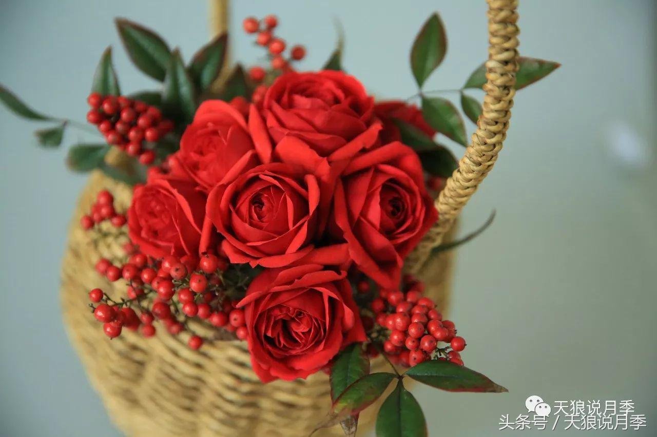 月季的各个品种都是怎样命名的,月季千千万万