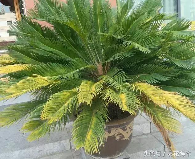 花卉黄叶怎么处理最简单的方法,让花卉快速生长不黄叶的小方法