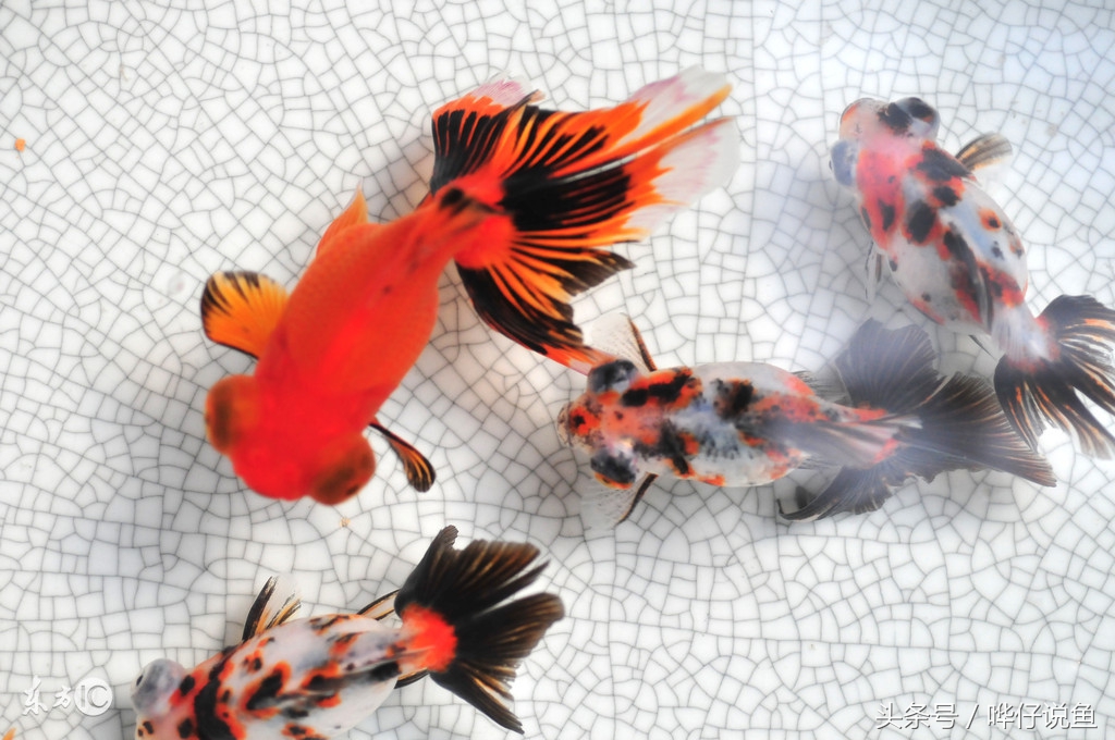 老百姓春节前买鱼三原则！哗仔让你知道什么是真正的“年年有鱼”