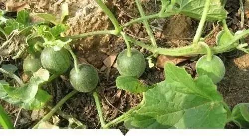 带你看看农村的野花野草,农村常见的野花野草全都认识