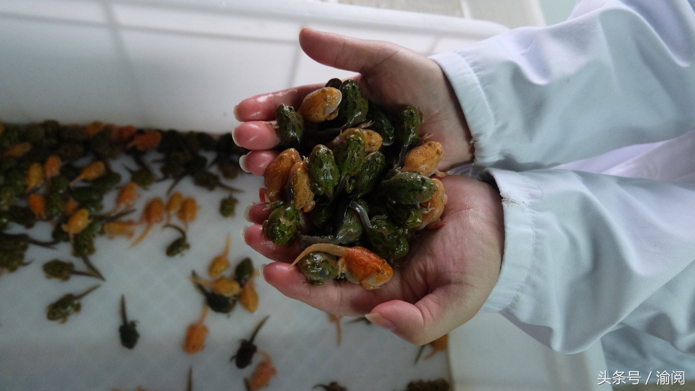 策划｜重庆崽儿养宠物蛙十年花近百万