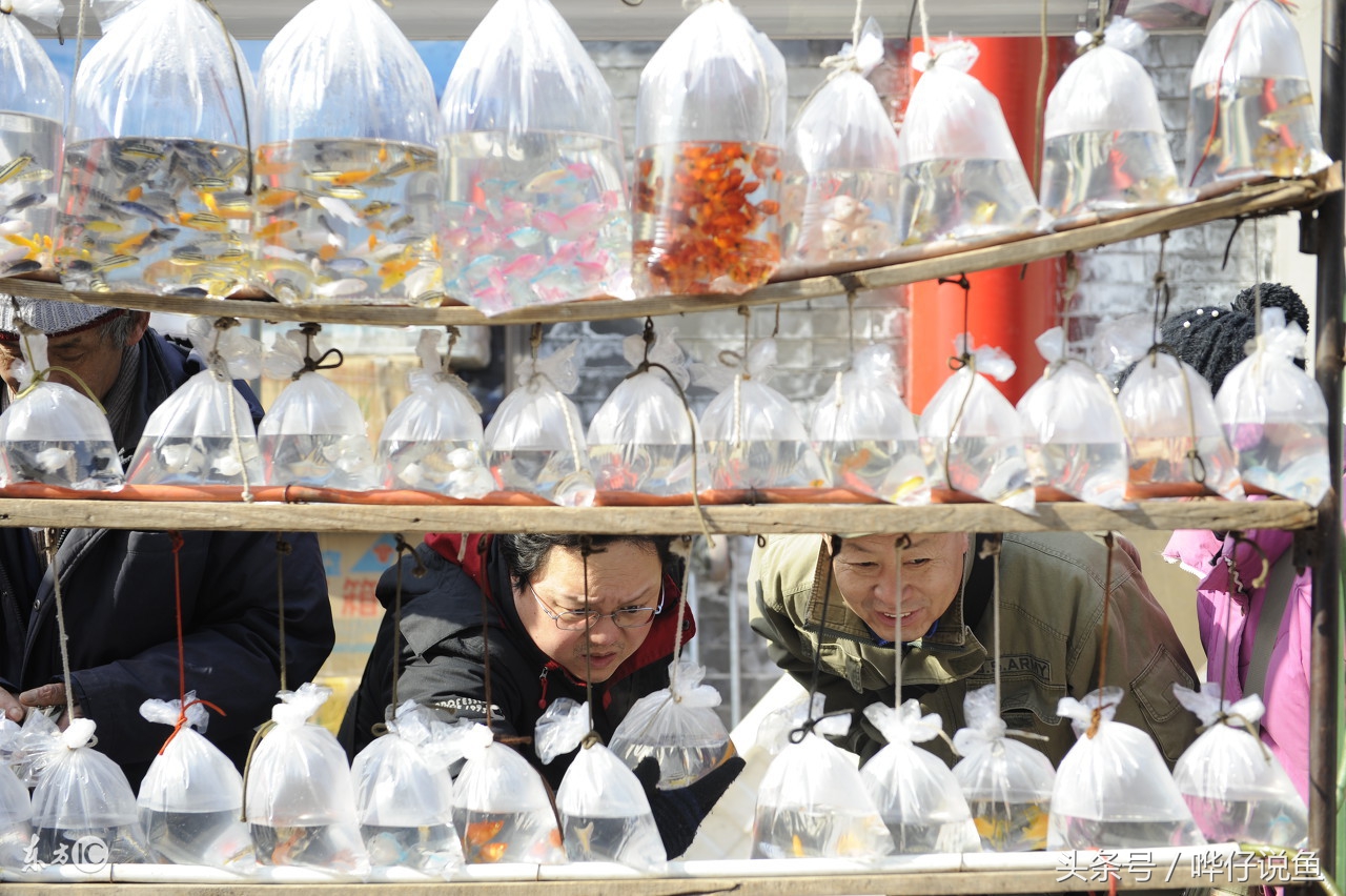 哪种观赏鱼比较好养又好看,哪种观赏鱼最好养又好看