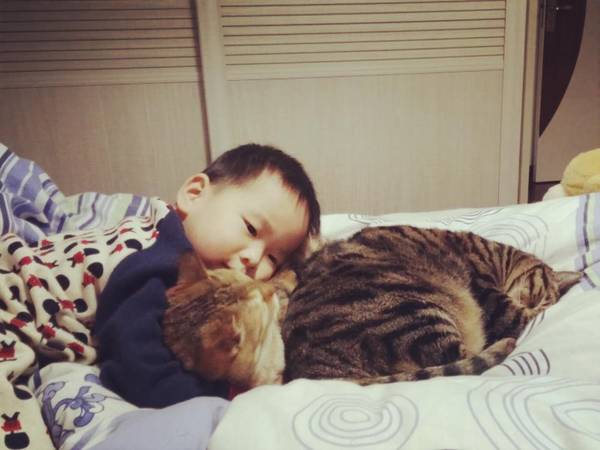 沉浸式养猫体验,养猫是一种什么体验