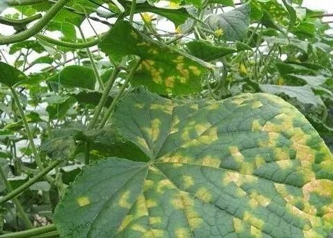 农作物灰霉病怎么防治,作物黑腐病