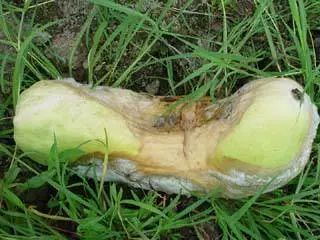 农作物灰霉病怎么防治,作物黑腐病