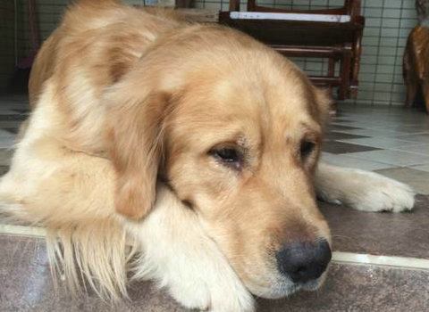 金毛喜欢咬鞋怎样制止,金毛喜欢咬床怎么解决