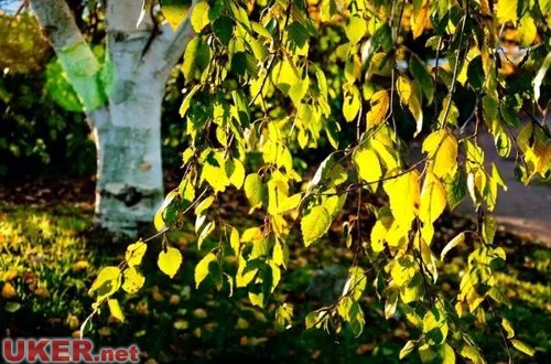 真是够了!扒一扒高大上如华威大学背后的逗比属性