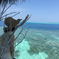 马尔代夫神仙珊瑚岛攻略,马尔代夫神仙珊瑚岛视频