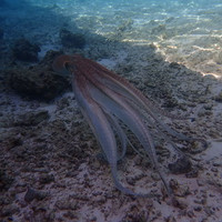 马尔代夫神仙珊瑚岛攻略,马尔代夫神仙珊瑚岛视频