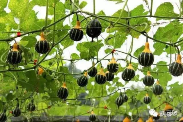 2018涓夋槑鏃呰鏃ュ巻,涓夋槑鏃呮父鏀荤暐鎬荤粨