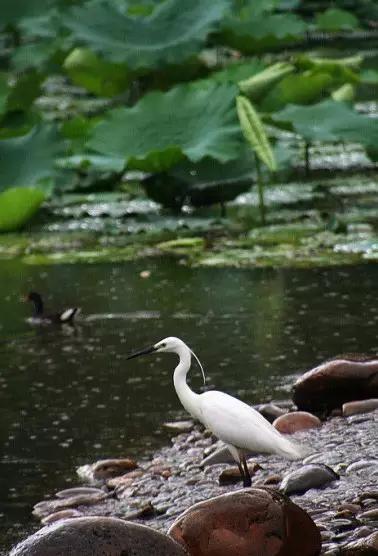 深圳最美的看海公园,深圳最美湖泊公园