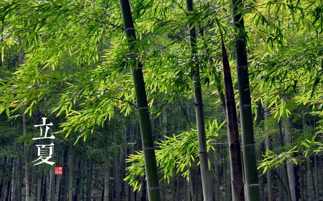 却是石榴知立夏,却是石榴知立夏年年花开什么意思