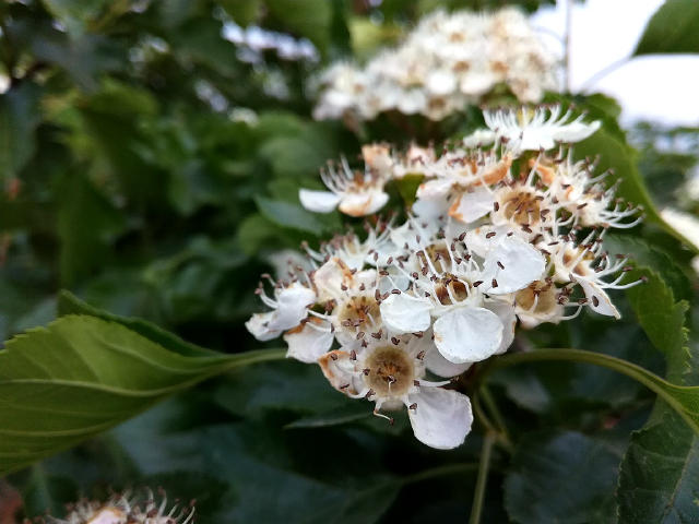 荣耀畅玩5c与荣耀5c是否一样,真芯评测