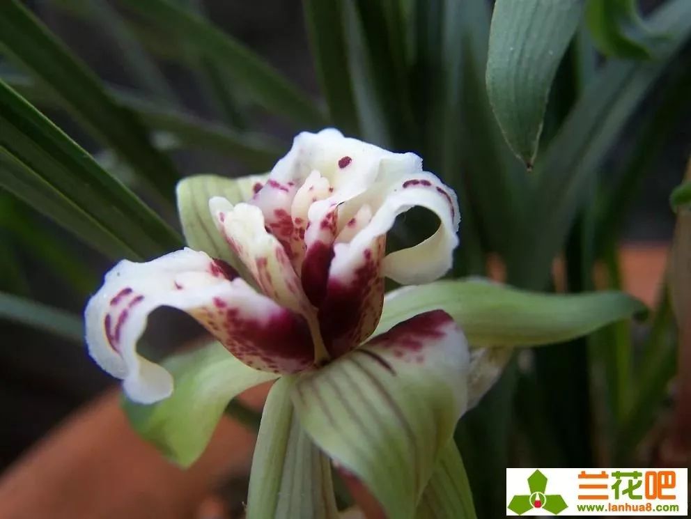 春兰四喜多少钱一盆,春兰四喜蝶优缺点