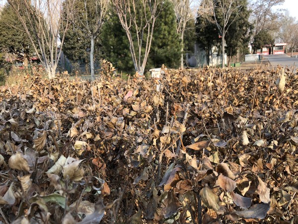 红辣椒x7尊享版吃鸡,红辣椒7x尊享版