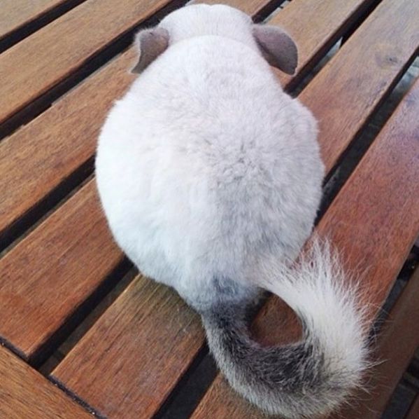 十二生肖驾到，时尚精们给我退下！