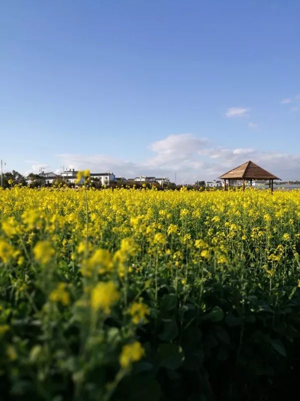尼苏油菜花,快来打卡油菜花