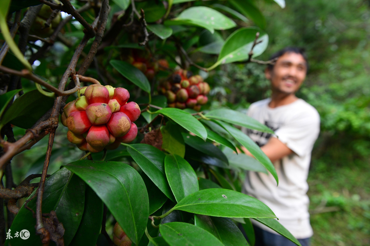 长得像葡萄的水果有个大核很甜,像菠萝又像葡萄的水果