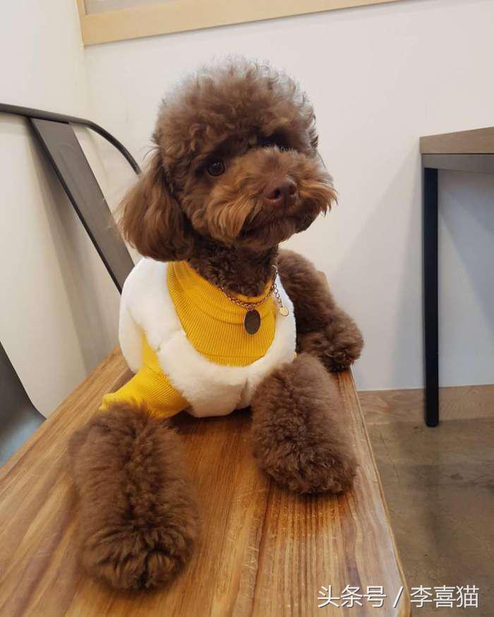 贵宾抱抱熊,抱抱熊特大深红色